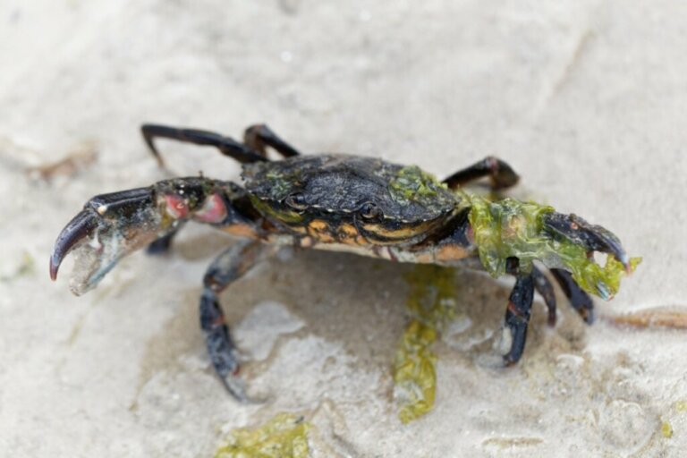 Characteristics of the European Green Crab: An Invasive Species