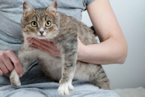 Dystocia in Cats: Causes, Symptoms, and Treatment