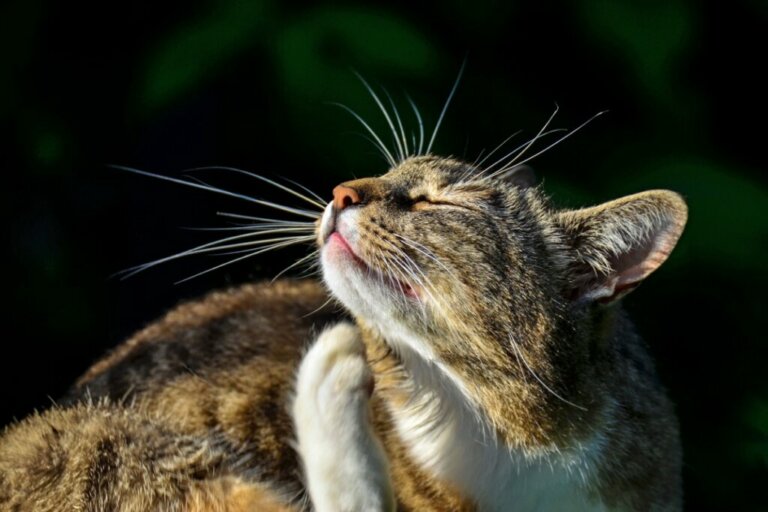 Credelio for Cats: Dosage and Side Effects