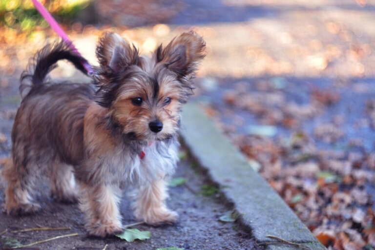 Chorkie: All About this Breed