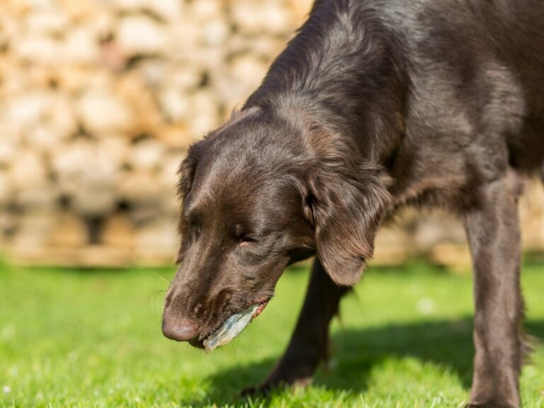 7 Reasons Why Your Dog Vomits Bile