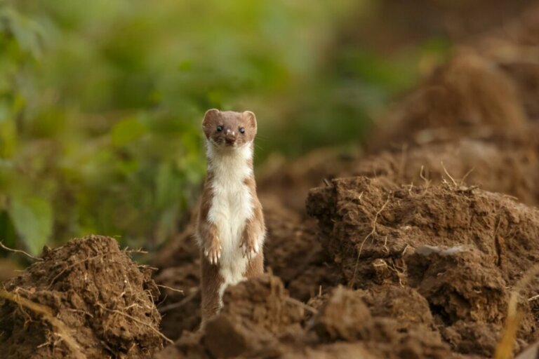 What Do Weasels Eat?