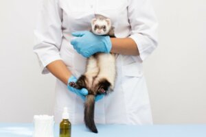 Dilated Cardiomyopathy in Ferrets