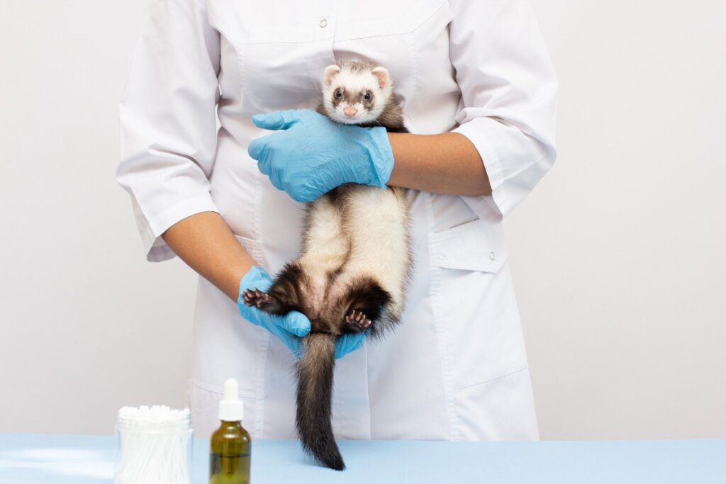 Dilated Cardiomyopathy in Ferrets
