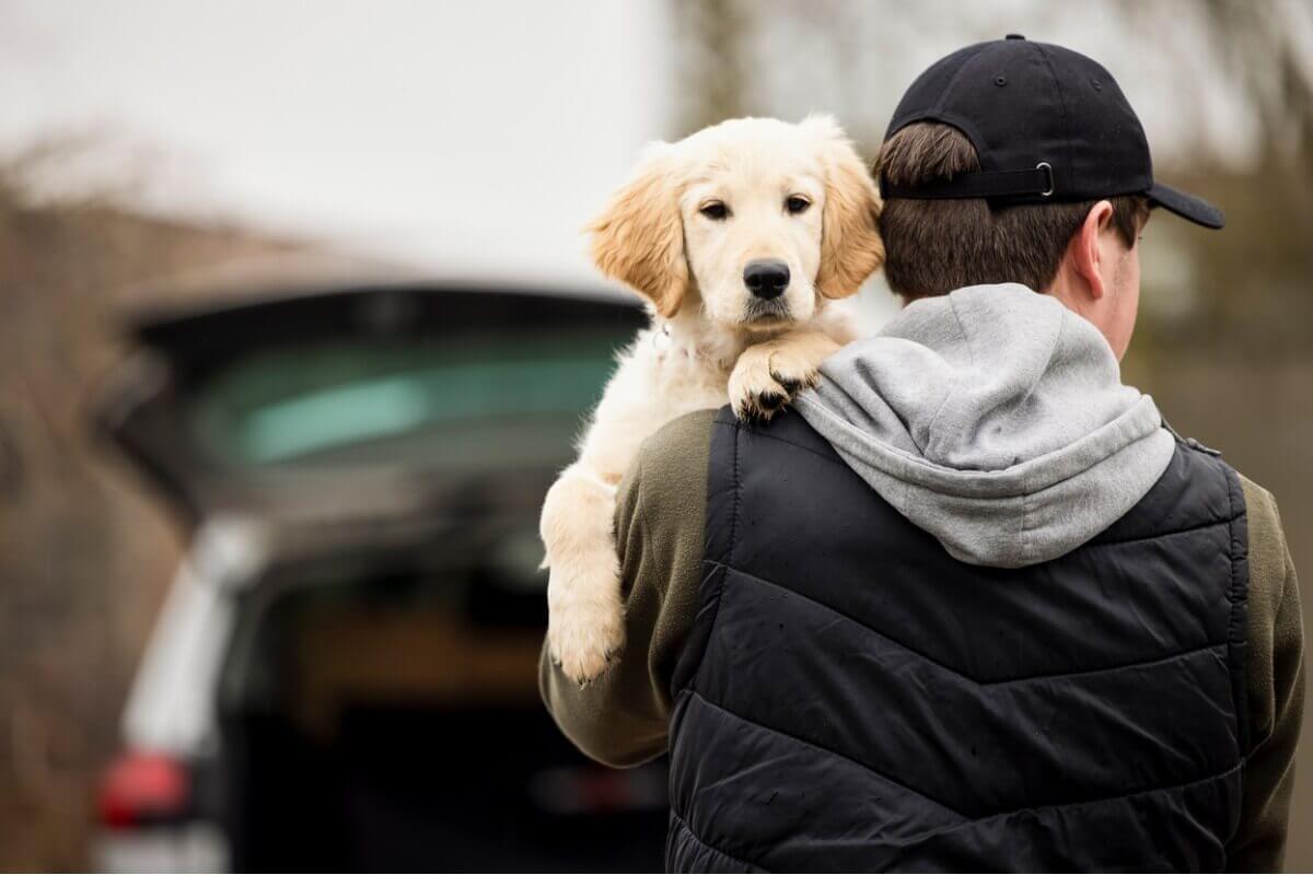 A man carrying a golden retriever pup.
