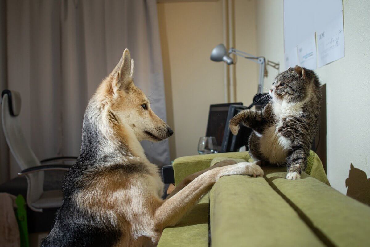 En katt med ørene bakover, sveiper mot en hund med labben.