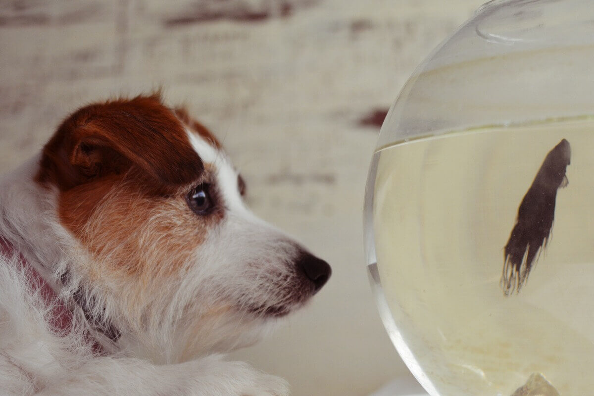Können Hunde und Fischen in einem Haushalt leben?