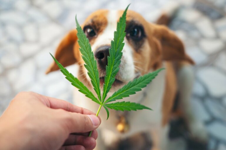 Did You Know?: Animals Can Become Addicted to Substances