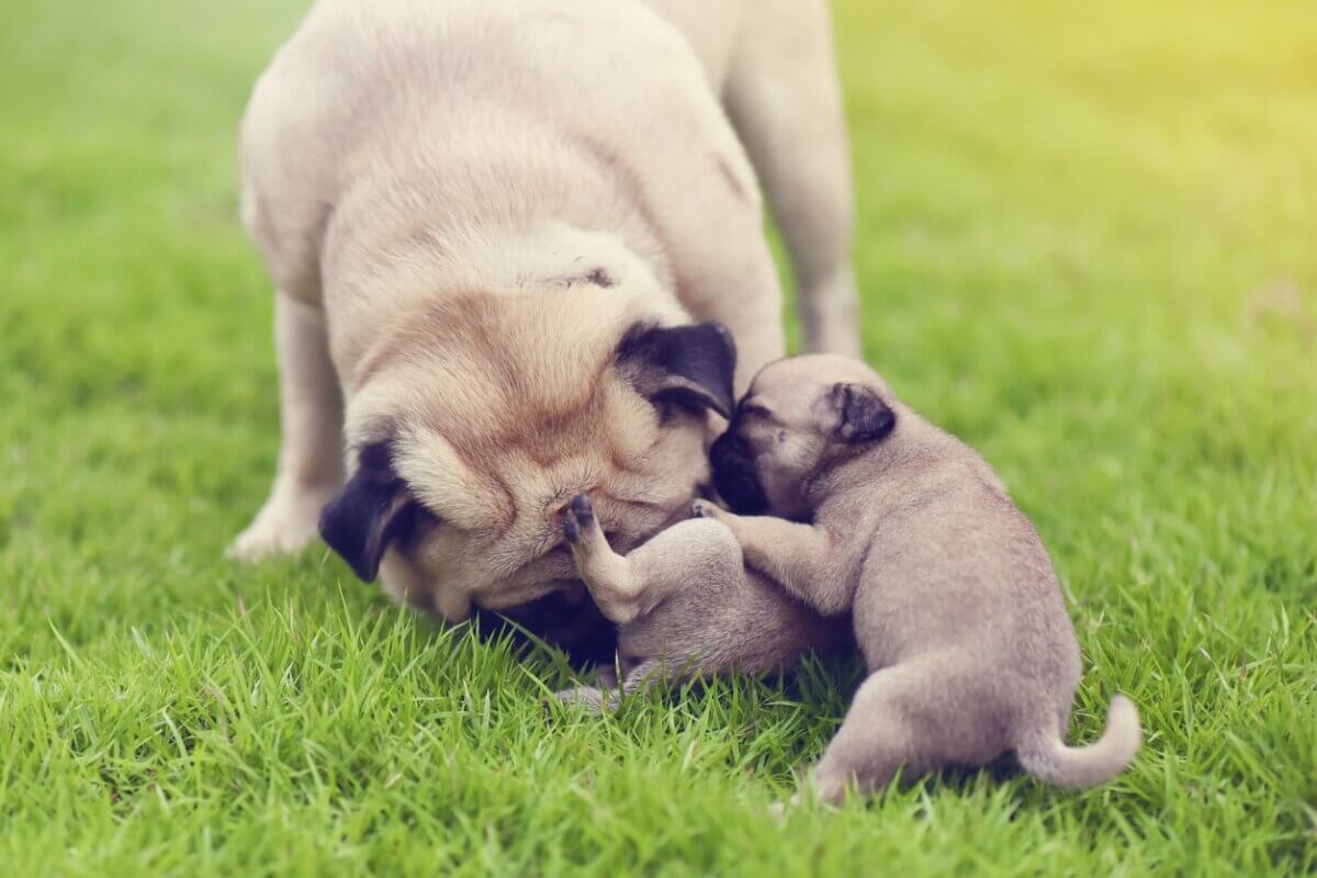 A dog playing with her pups.