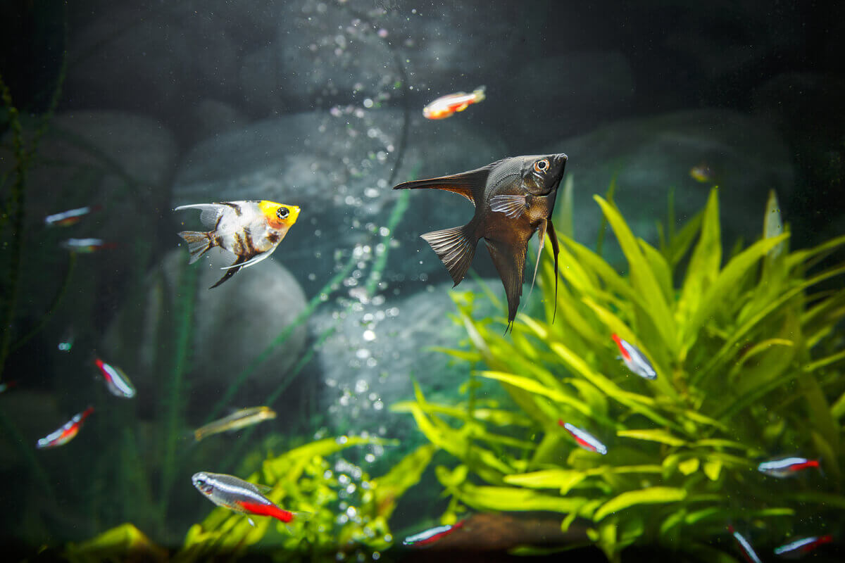 Akvaryumda yüzen küçük balıklar.
