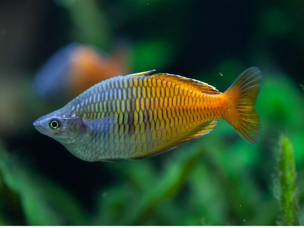 A light blue and orange fish.