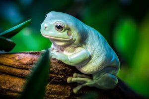 7 Tips for Looking After a Frog