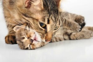 Why Do Cats Move Their Kittens Around?