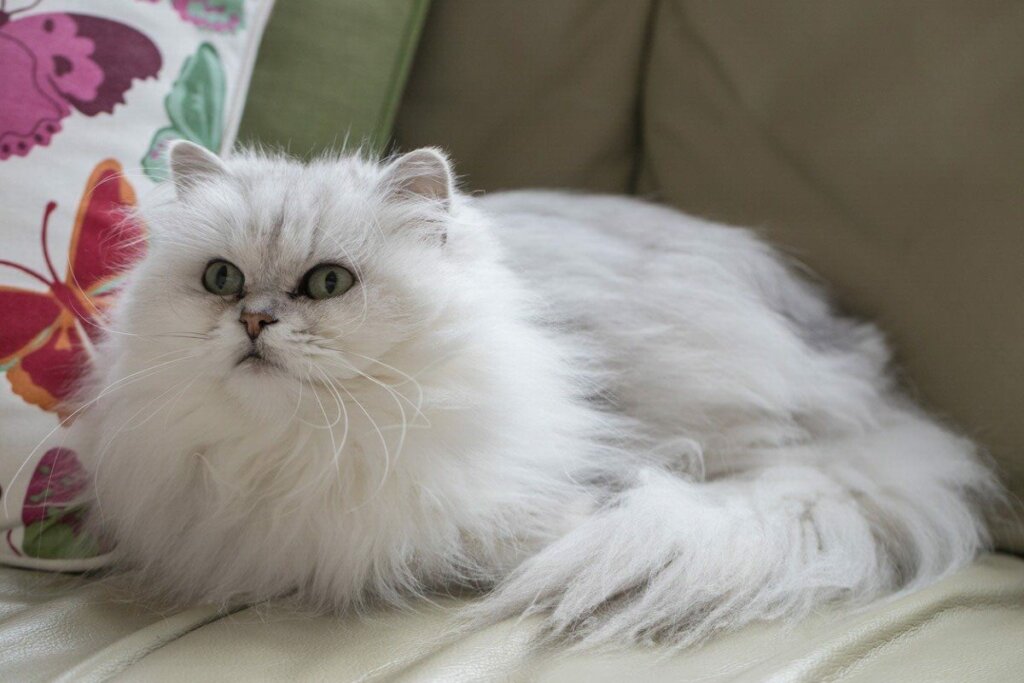 Chantilly-Tiffany Cat: All About This Breed