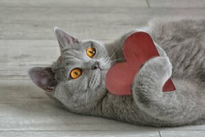 Feline Hypertrophic Cardiomyopathy: Symptoms and Treatment