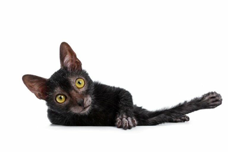 Lykoi or Wolf Cat: All About this Breed