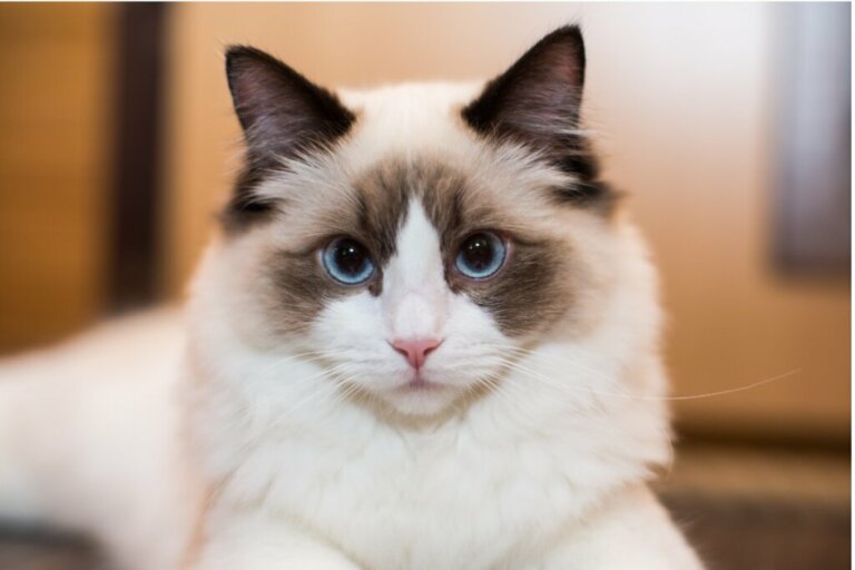 Common Diseases in the Ragdoll Cat