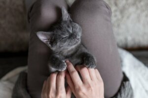 Do Cats Like to Have Their Tummies Rubbed?