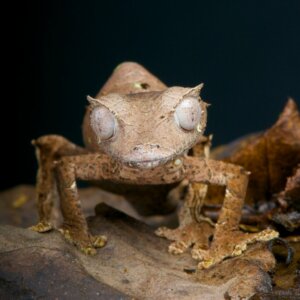 10 Reptiles You Shouldn't Keep (If You're a Beginner)