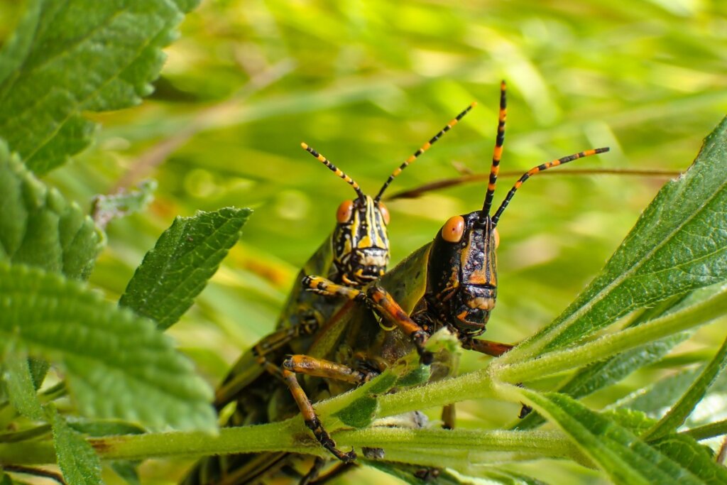 Όλα για το Grasshoppers: Reproduction and Birth