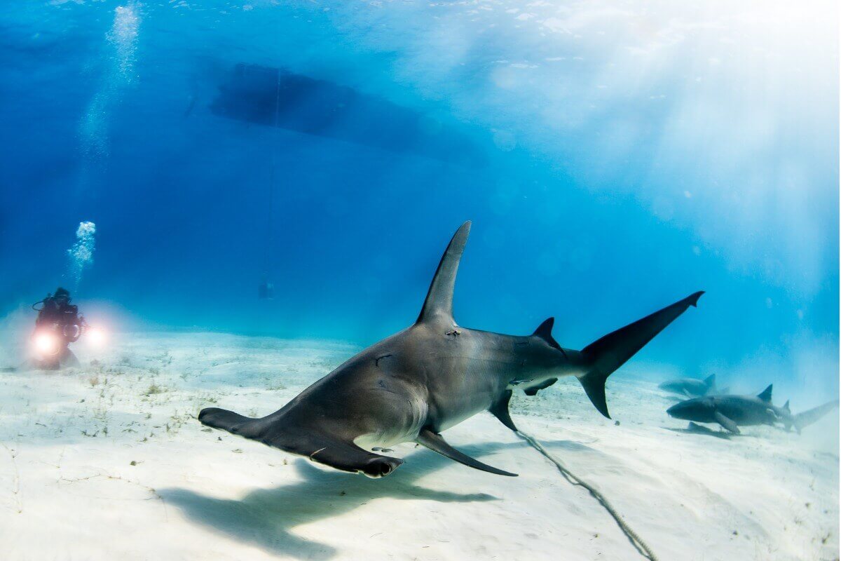 A hammerhead shark on the ocean floor.