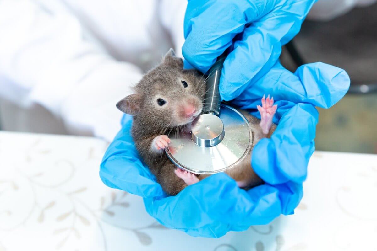 A vet examining a hamster.