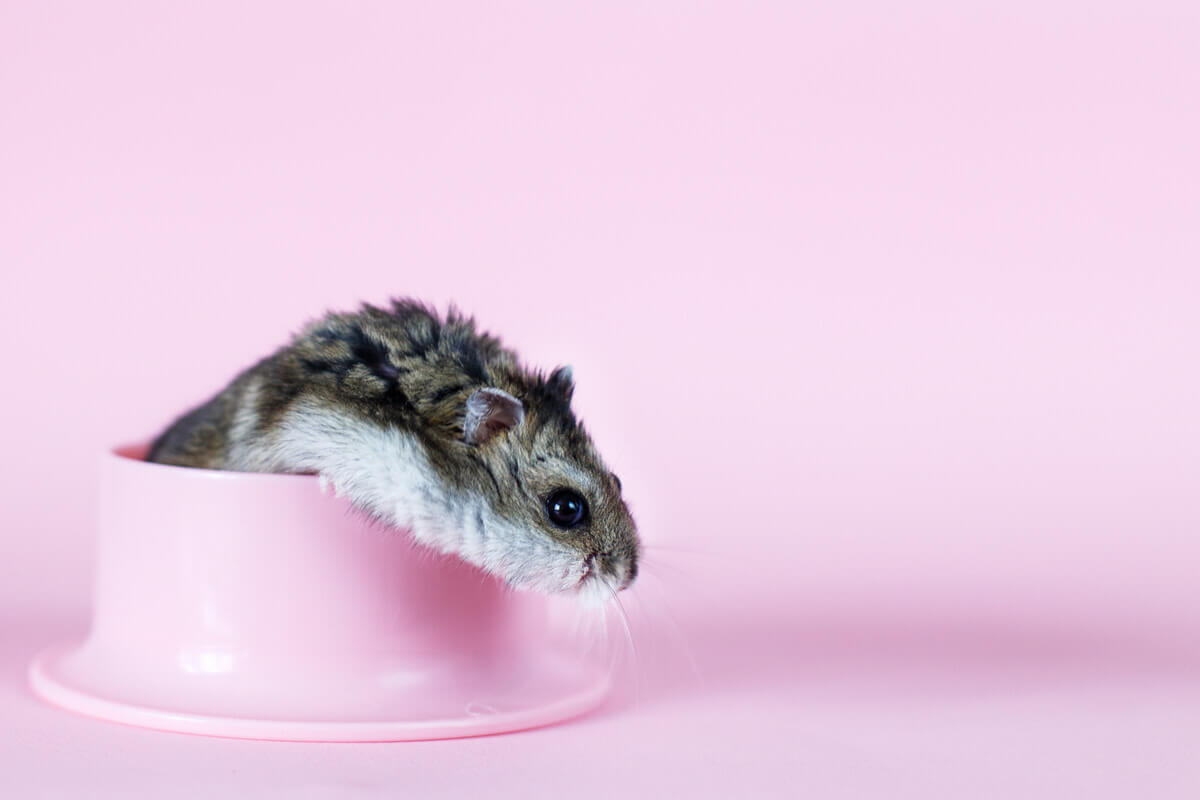 A hamster playing in a pink bowl.