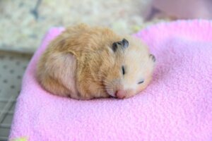 Can Pets Hibernate? Find Out Here!