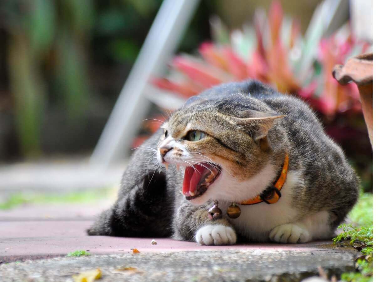 A cat hissing with its ears back.
