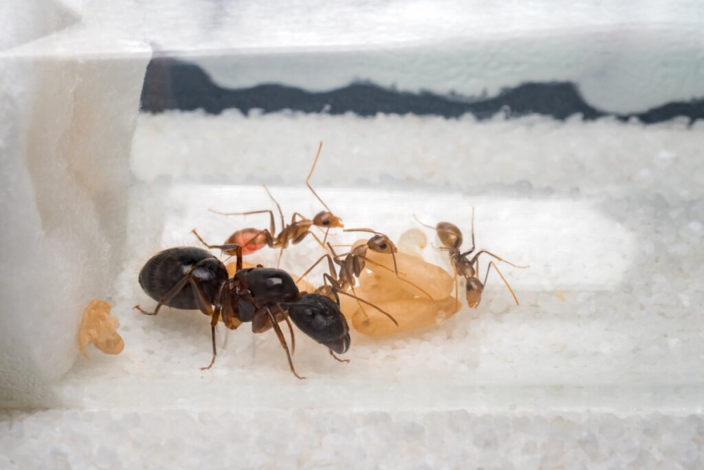 First Steps in Looking After an Ant Colony