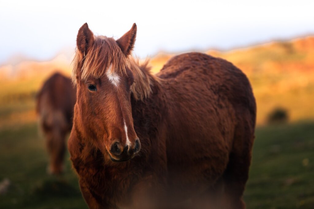 How Much Does a Horse Weigh?