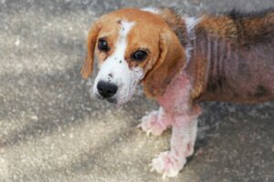 Ichthyosis in Dogs: Symptoms and Treatment