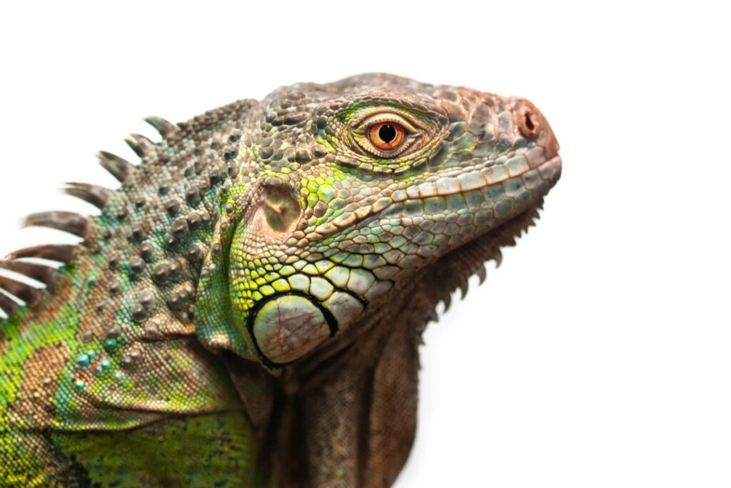 The 12 Most Common Diseases in Iguanas