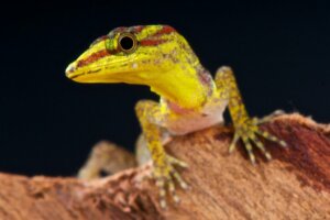 How to Care For a Pet Lizard