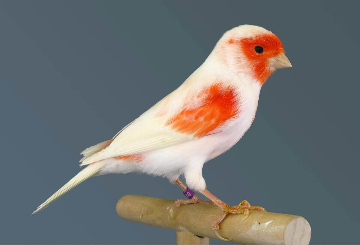 Fugl med orange pletter