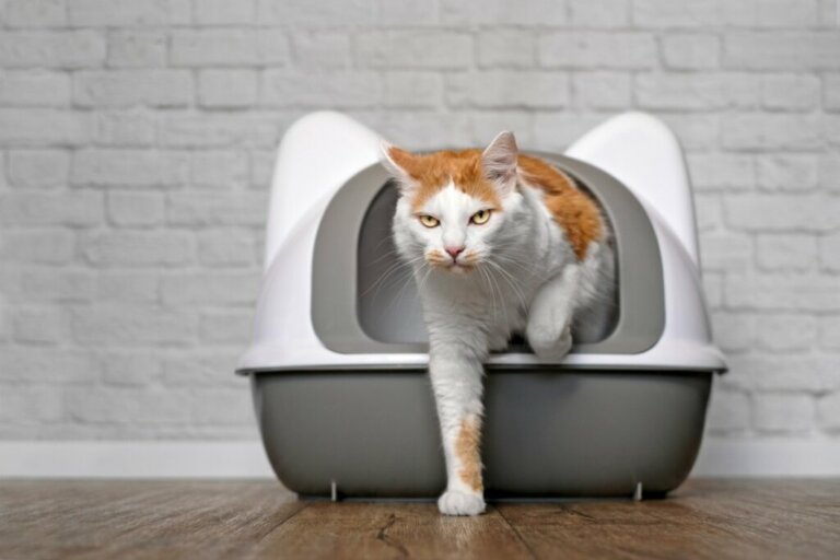 10 Ways to Combat Constipation in Cats