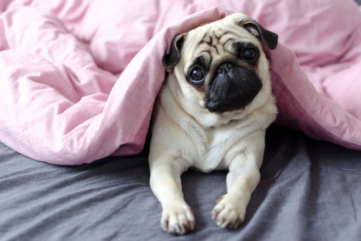 A pug under a pink blanket.