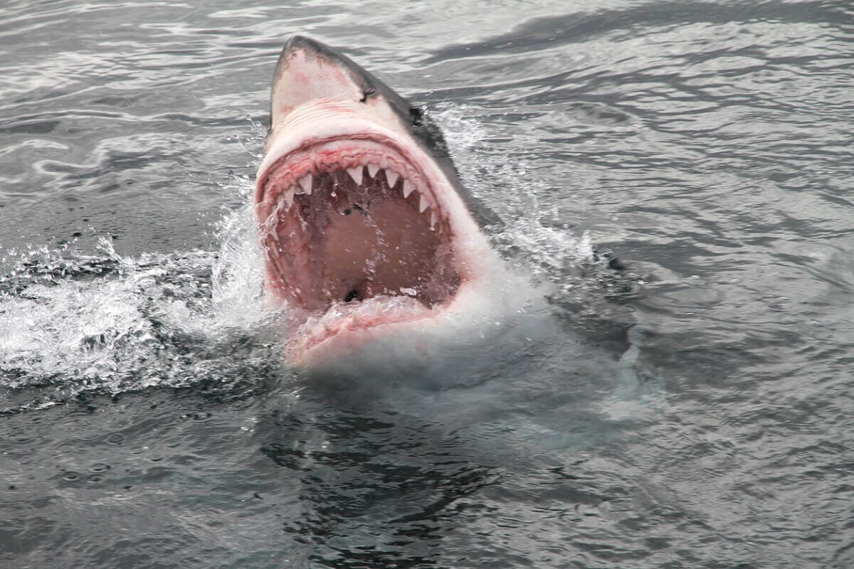 A shark jumping out of the water with its jaws open.