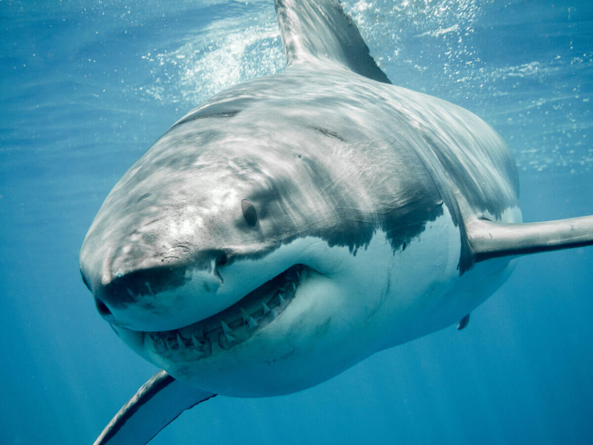 A large shark showing its teeth.