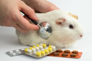 12 Common Diseases in Guinea Pigs