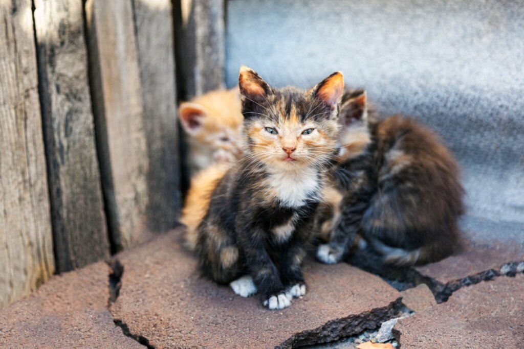 Stray cat diseases: which are the most common?