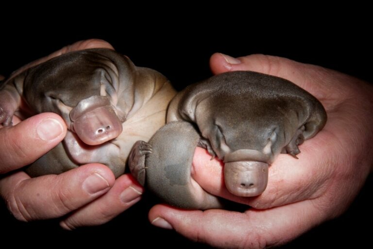 Find Out How Platypuses Are Born