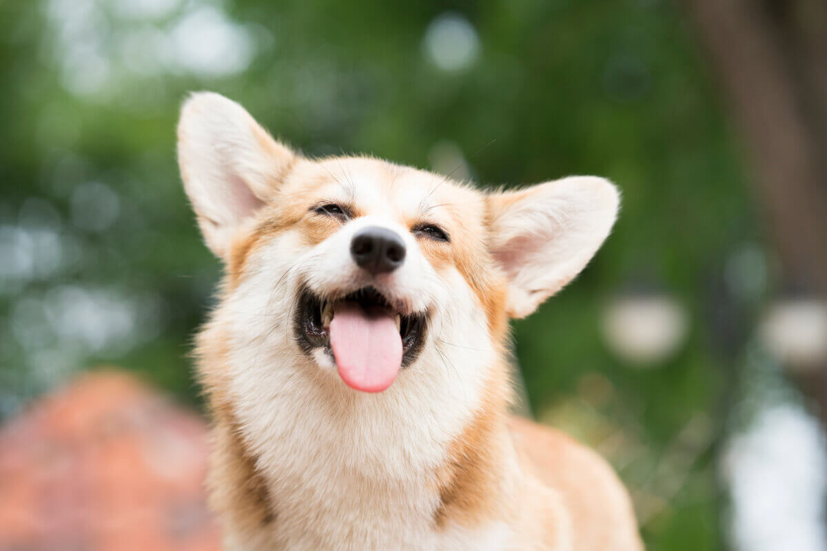 Smilende hund