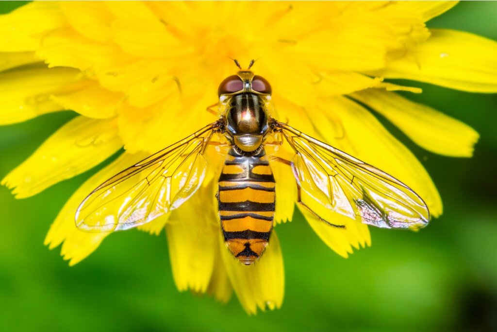 Τι είναι οι Hoverflies;