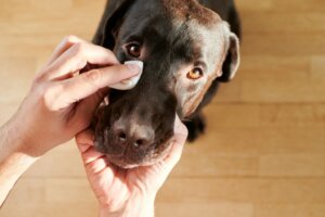 6 Types of Eye Discharge in Dogs (and What They Mean)