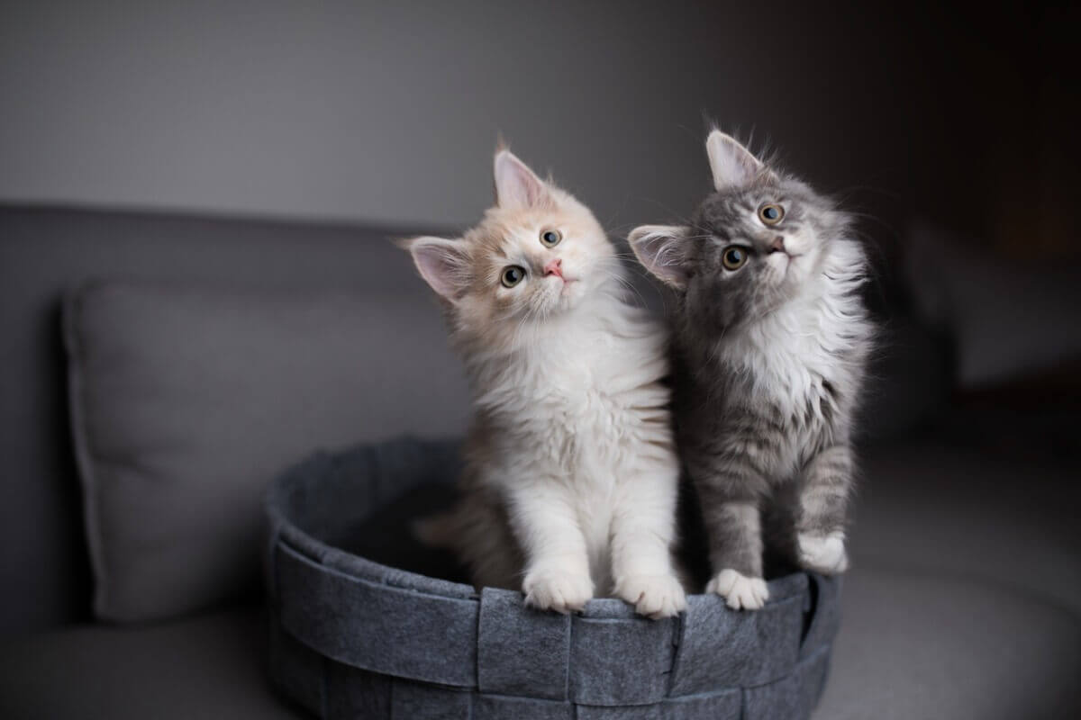 Two kittens with their heads tilted in the same direction.