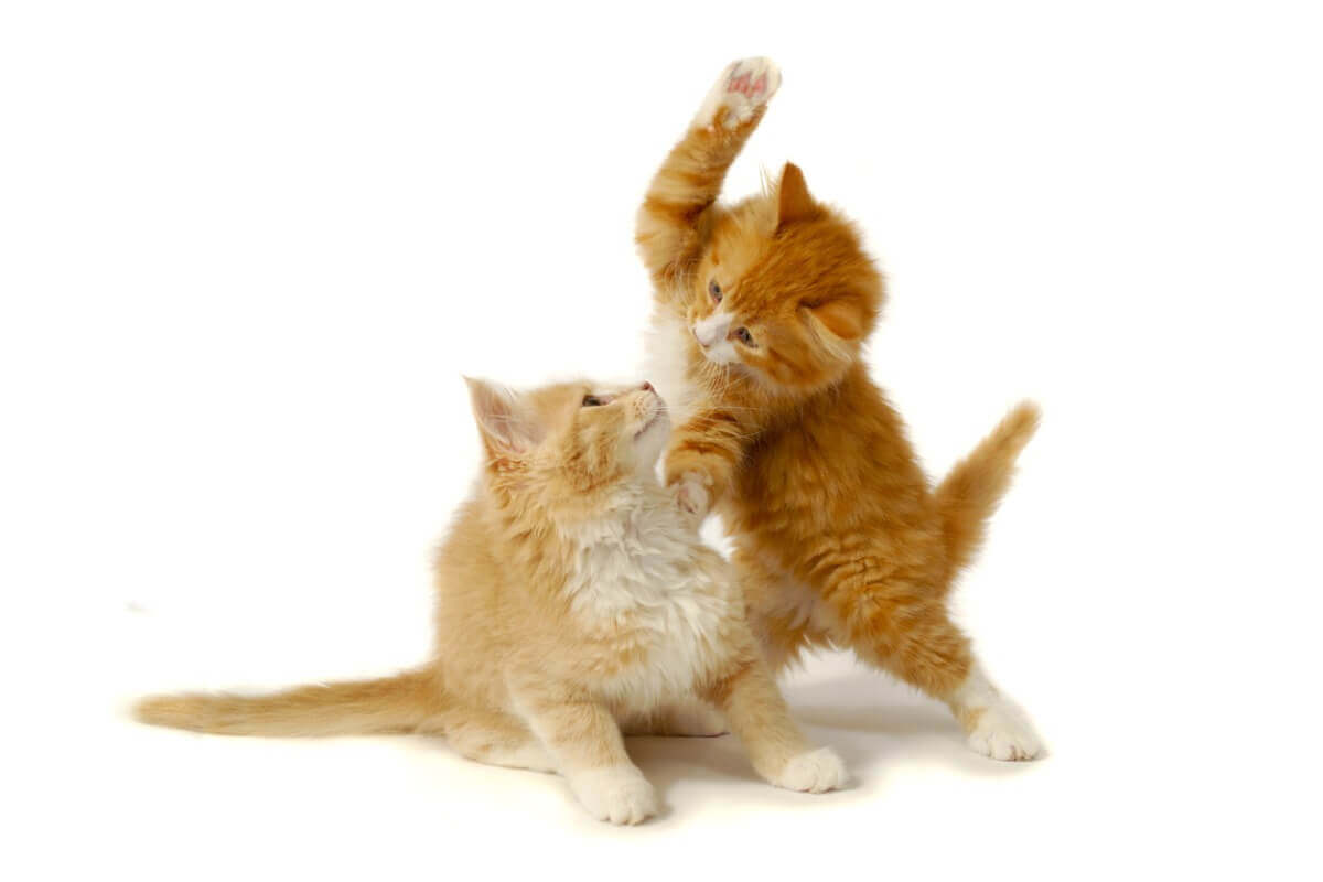 To oransje katter slåss.