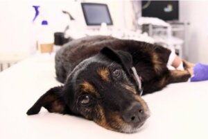 What Is Emphysema in Dogs?