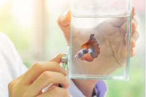 Most Common Diseases in Betta Fish