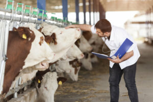 Bovine Tuberculosis: Symptoms and Treatment